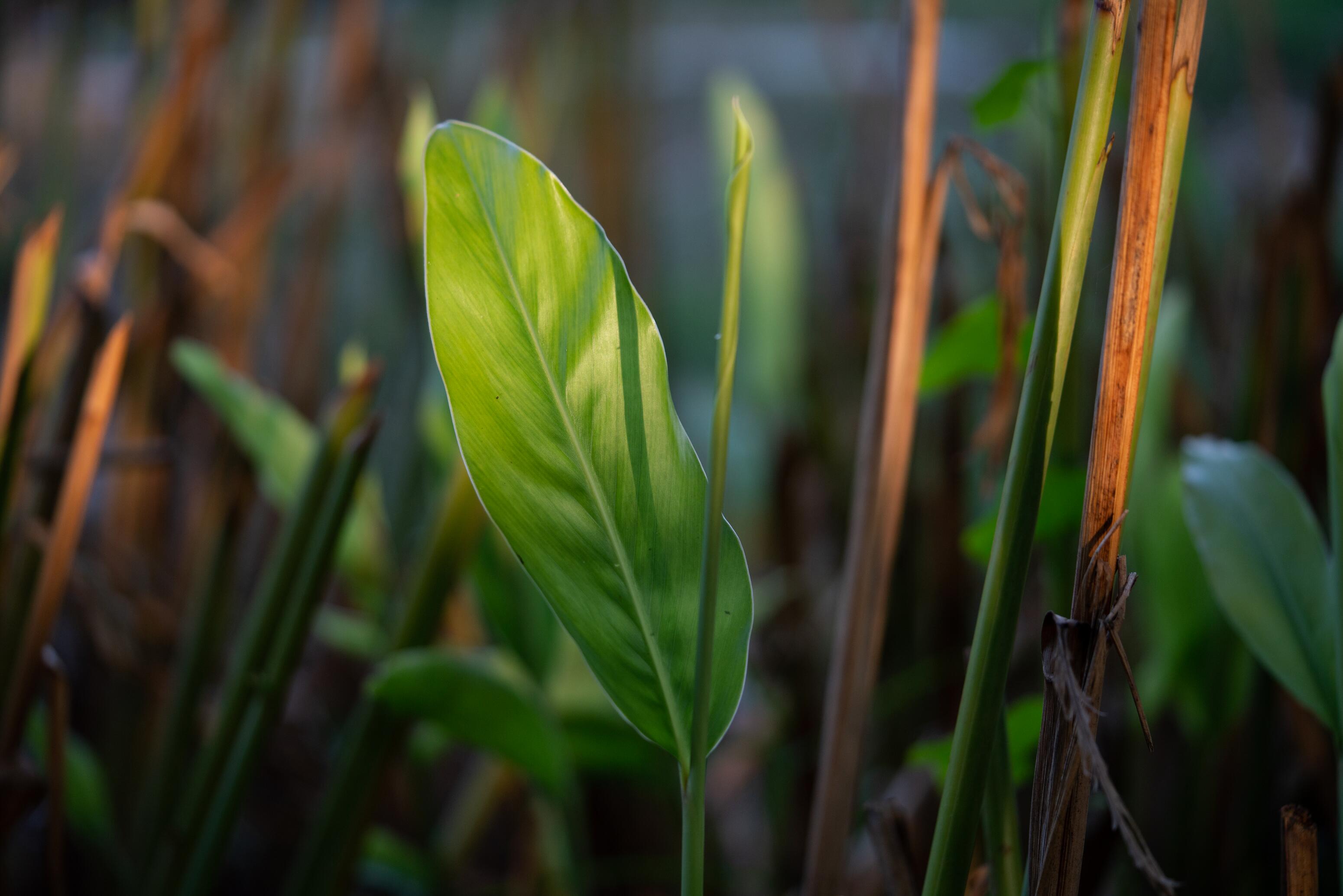 Galangal, kuzyn imbiru który sprawia, że łupież staje się przeszłością